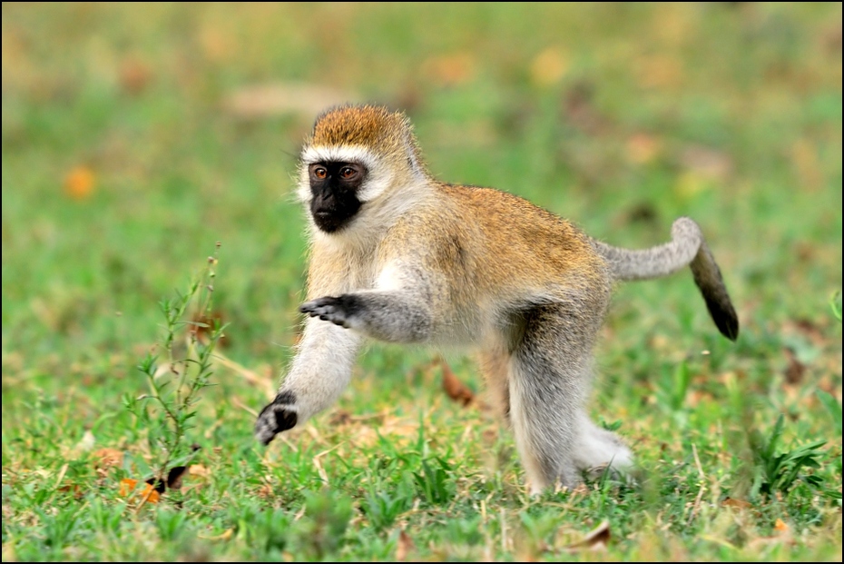  Pawian Zwierzęta Nikon D300 Sigma APO 500mm f/4.5 DG/HSM Kenia 0 ssak fauna dzikiej przyrody prymas zwierzę lądowe stary świat małpa trawa organizm nowa małpa świata makak