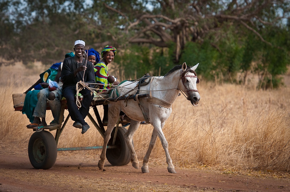  Dwukółka Senegal Nikon D300 AF-S Nikkor 70-200mm f/2.8G Budapeszt Bamako 0 uprząż konia koń jak ssak juczne zwierzę drzewo koń obszar wiejski wózek roślina rydwan wyścigi rydwanów