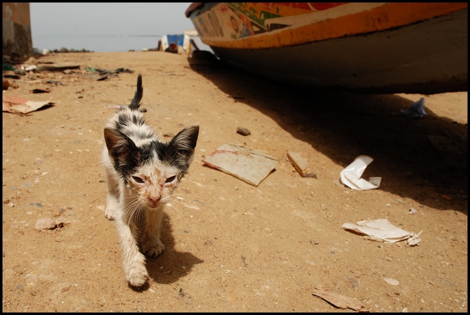  Kocim okiem Dakar Nikon D200 AF-S Zoom-Nikkor 18-70mm f/3.5-4.5G IF-ED Senegal 0 kot małe i średnie koty kot jak ssak fauna wąsy kotek piasek carnivoran