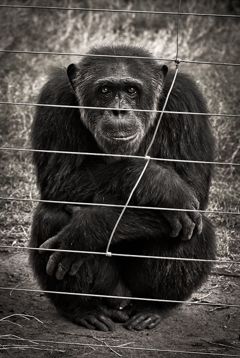  Szympans Zwierzęta Nikon D300 AF-S Nikkor 70-200mm f/2.8G Kenia 0 czarny szympans czarny i biały szympans zwyczajny ssak fauna wspaniała małpa prymas fotografia monochromatyczna fotografia