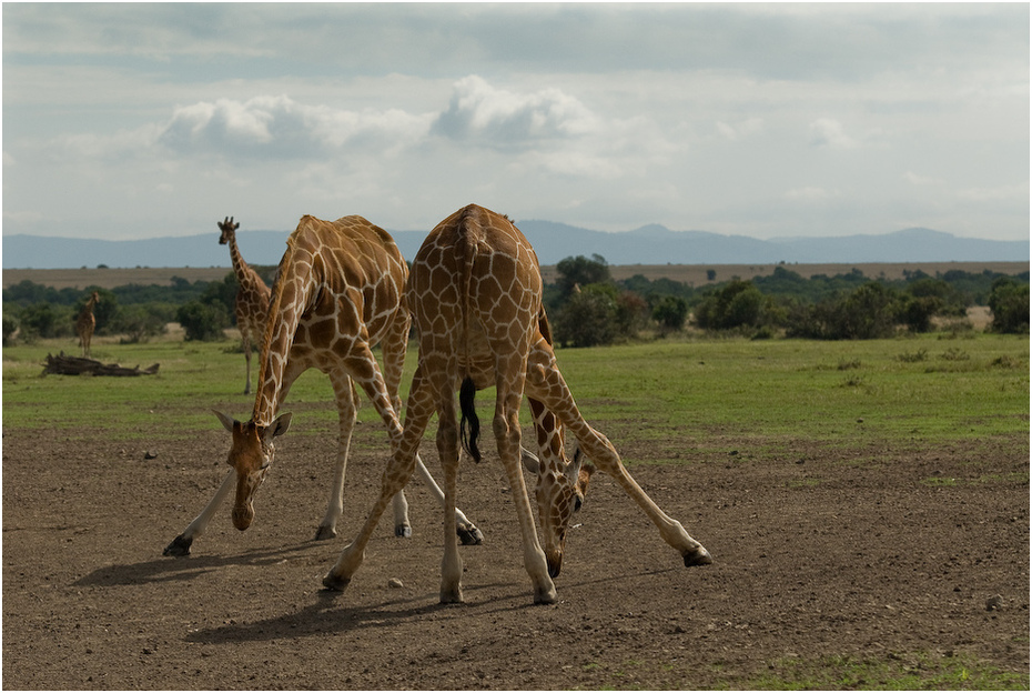  Gimnastyka Zwierzęta żyrafa giraffe Nikon D200 AF-S Nikkor 70-200mm f/2.8G Kenia 0 żyrafy łąka dzikiej przyrody ekosystem zwierzę lądowe sawanna safari Równina Park Narodowy
