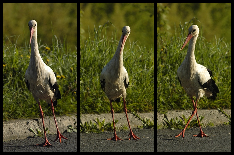  Taniec Ptaki bocian ptak Nikon D70 Sigma APO 100-300mm f/4 HSM Zwierzęta Ciconiiformes bocian biały dziób fauna żuraw jak ptak dźwig wodny ptak dzikiej przyrody
