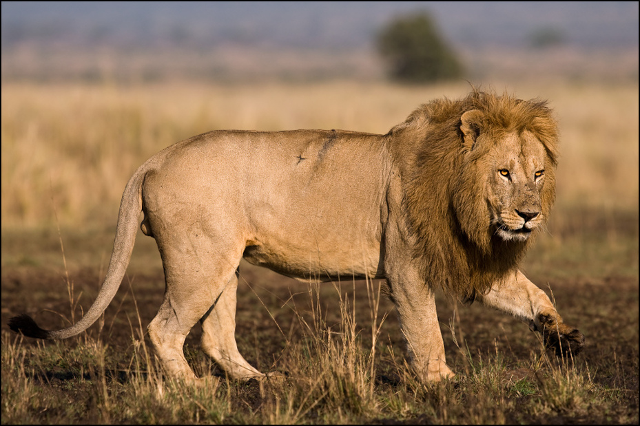  Lew Zwierzęta Nikon D300 Sigma APO 500mm f/4.5 DG/HSM Kenia 0 dzikiej przyrody zwierzę lądowe ssak łąka masajski lew pustynia fauna ekosystem duże koty