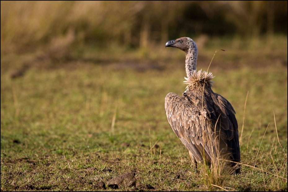  Sęp Afrykański Ptaki Nikon D300 Sigma APO 500mm f/4.5 DG/HSM Kenia 0 ekosystem fauna ptak dziób dzikiej przyrody łąka ecoregion ptak drapieżny trawa sęp