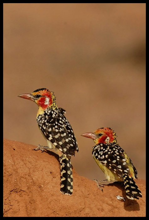  Brodal Czerwonouchy Ptaki ptaki Nikon D200 Sigma APO 500mm f/4.5 DG/HSM Kenia 0 ptak fauna dziób dzikiej przyrody piciformes organizm coraciiformes pióro dzięcioł