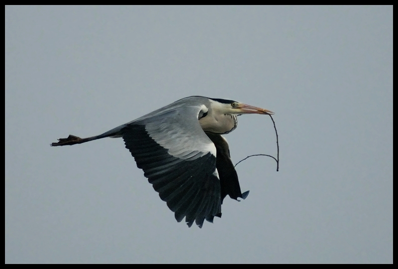  Czapla siwa Moje czapla ptaki Nikon D200 Sigma APO 50-500mm f/4-6.3 HSM ptak dziób fauna ibis bocian biały skrzydło niebo pióro bocian Migracja ptaków