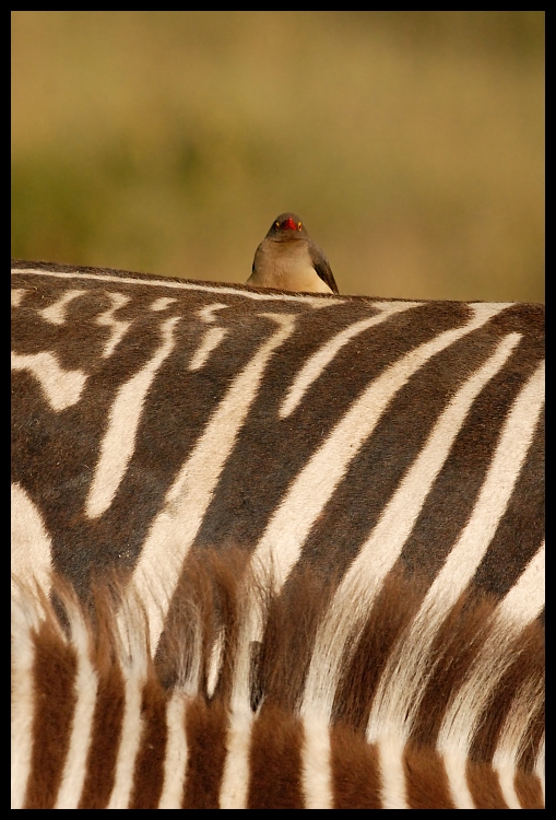  Zebra ptaki Przyroda zebra ssaki kenia Nikon D200 Sigma APO 500mm f/4.5 DG/HSM Kenia 0 dzikiej przyrody fauna ścieśniać dziób ptak organizm pióro ogon