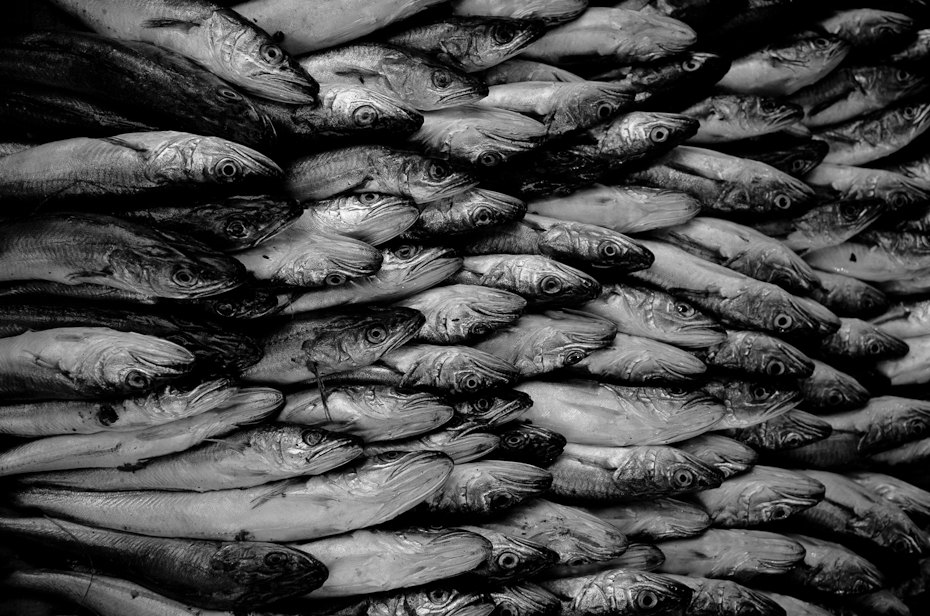  Ryby Small Business Nikon D7000 AF-S Zoom-Nikkor 17-55mm f/2.8G IF-ED Stambuł 0 czarny i biały fotografia monochromatyczna woda ścieśniać monochromia martwa natura ryba organizm sardynka drzewo