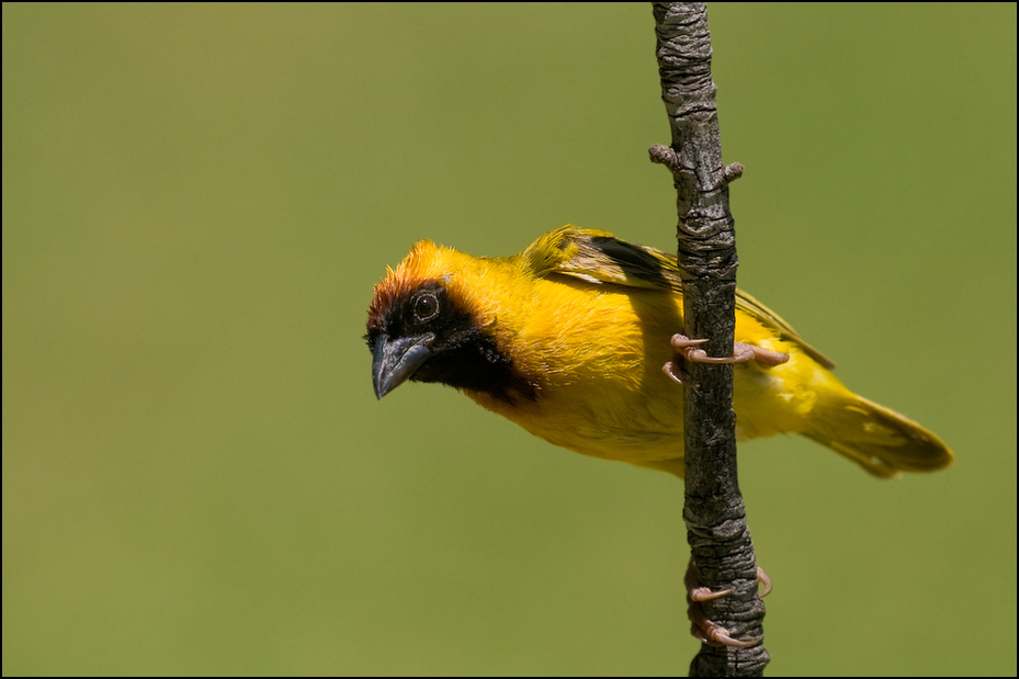  Wikłacz jeziorowy Ptaki Nikon D300 Sigma APO 500mm f/4.5 DG/HSM Kenia 0 ptak fauna dziób dzikiej przyrody wilga na starym świecie zięba eurazjatycka złota wilga organizm skrzydło ptak przysiadujący