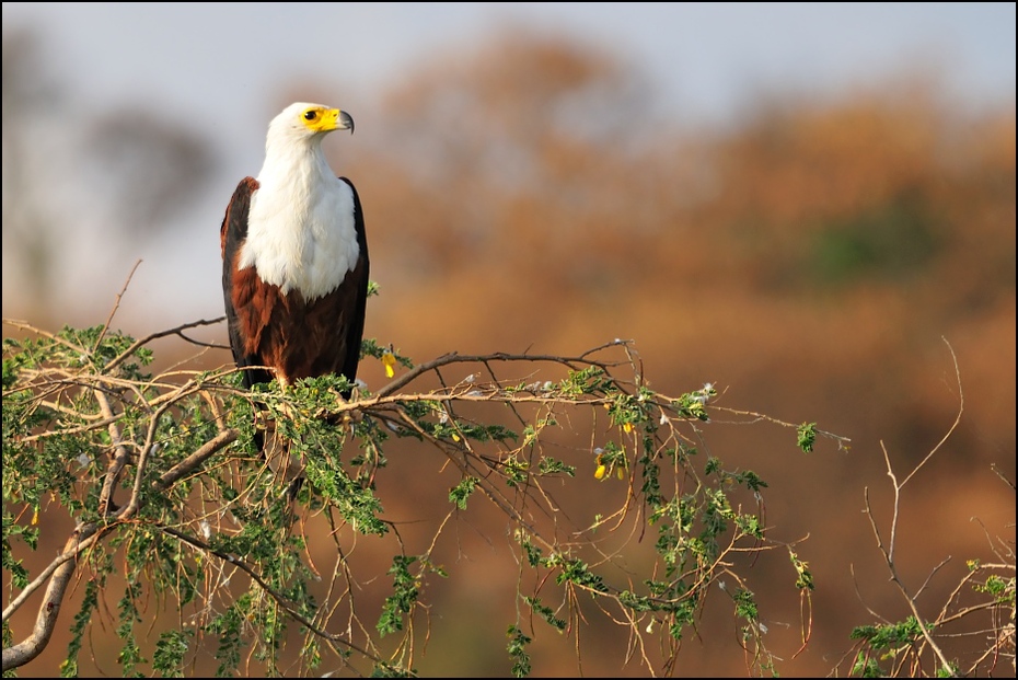  Bielik afrykański Ptaki Nikon D300 Sigma APO 500mm f/4.5 DG/HSM Etiopia 0 ptak ekosystem ptak drapieżny fauna dziób orzeł dzikiej przyrody ecoregion