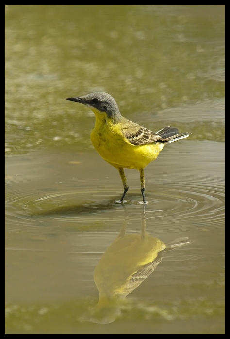  Pliszka żółta Ptaki pliszka cytrynowa ptak Nikon D200 Sigma APO 70-300mm f/4-5.6 Macro Zwierzęta fauna dziób dzikiej przyrody woda shorebird pióro organizm skrzydło