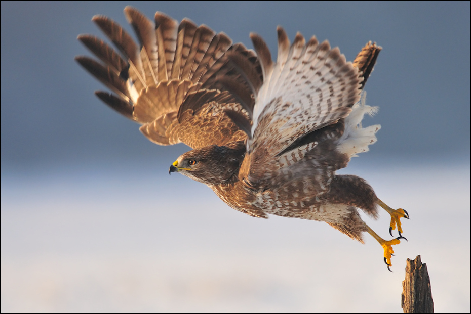 Myszołów #23 Ptaki Nikon D300 Sigma APO 500mm f/4.5 DG/HSM Zwierzęta jastrząb ptak sokół fauna ptak drapieżny myszołów dziób dzikiej przyrody accipitriformes orzeł
