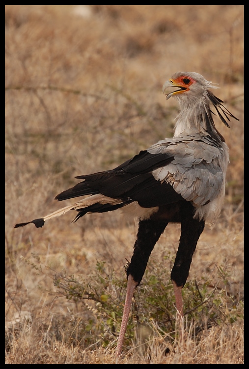  Sekretarz Ptaki ptaki Nikon D200 Sigma APO 500mm f/4.5 DG/HSM Kenia 0 ptak ptak drapieżny fauna ekosystem dziób dzikiej przyrody orzeł sęp ecoregion pióro