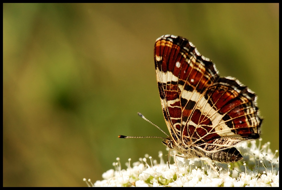  Motyl #13 Motyle Nikon D200 AF-S Micro-Nikkor 105mm f/2.8G IF-ED Makro motyl owad ćmy i motyle Pędzelek motyl bezkręgowy fotografia makro motyl monarchy zapylacz ścieśniać Lycaenid