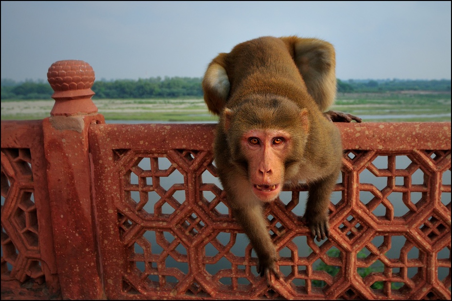  Makak Fauna Nikon D300 Sigma 15-30mm f/3.5-4.5 Aspherical Indie 0 ssak fauna prymas makak stary świat małpa świątynia pysk dzikiej przyrody ludzkie zachowanie