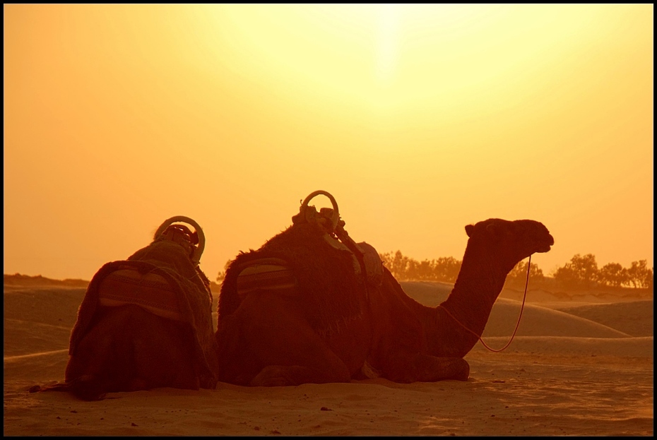  Wielbłądy Tunezja 0 tunezja, sahara Nikon D70 AF-S Zoom-Nikkor 18-70mm f/3.5-4.5G IF-ED wielbłąd arabski wielbłąd pustynia erg niebo wielbłąd jak ssak wschód słońca piasek ranek