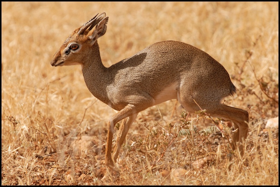  Dikdik Przyroda dik ssaki samburu kenia Nikon D200 Sigma APO 500mm f/4.5 DG/HSM Kenia 0 zwierzę lądowe dzikiej przyrody fauna gazela ssak antylopa impala springbok organizm piżmowcowate