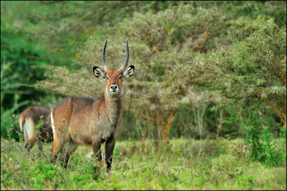  Kob śniady Zwierzęta Nikon D300 Sigma APO 500mm f/4.5 DG/HSM Kenia 0 dzikiej przyrody fauna ssak łąka rezerwat przyrody waterbuck antylopa ekosystem zwierzę lądowe pustynia