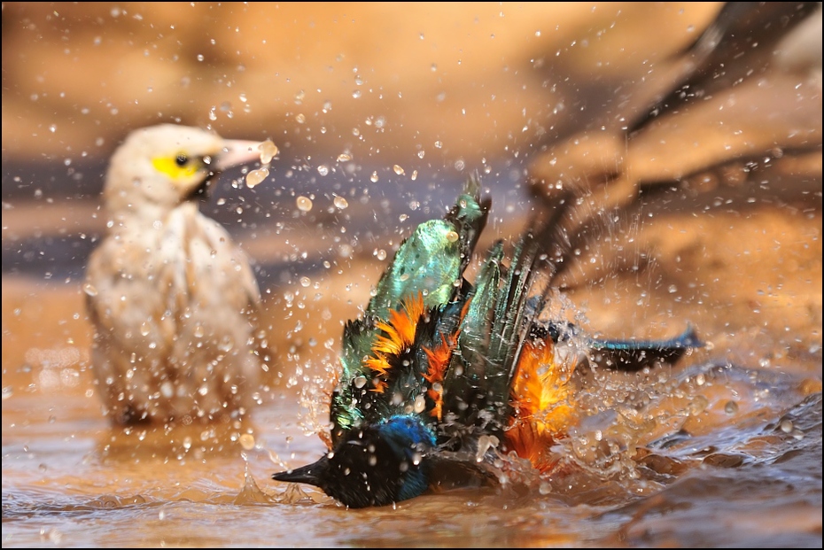  Błyszczak rudobrzuchy Ptaki Nikon D300 Sigma APO 500mm f/4.5 DG/HSM Etiopia 0 woda ptak fauna dzikiej przyrody dziób wodny ptak kaczka organizm kaczki gęsi i łabędzie