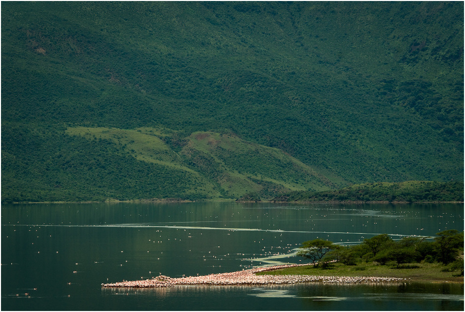  Flamingi jeziorze Bogoria Krajobraz Nikon D200 AF-S Nikkor 70-200mm f/2.8G Kenia 0 Natura Zielony woda jezioro średniogórze zbiornik wegetacja zasoby wodne rezerwat przyrody