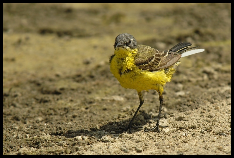  Pliszka żółta Ptaki pliszka ptaki Nikon D70 Sigma APO 100-300mm f/4 HSM Zwierzęta ptak dziób fauna zięba dzikiej przyrody flycatcher starego świata organizm skowronek ecoregion ptak przysiadujący