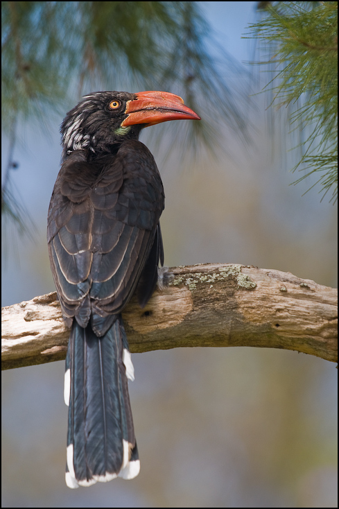  Toko czarnogłowy Ptaki Nikon D300 Sigma APO 500mm f/4.5 DG/HSM Kenia 0 ptak dziób fauna dzioborożec coraciiformes dzikiej przyrody drzewo