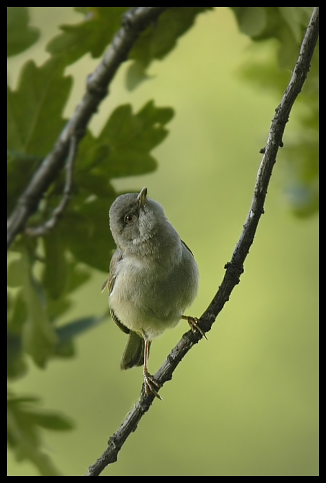  Piegża Ptaki piegża ptaki Nikon D70 Sigma APO 100-300mm f/4 HSM Zwierzęta ptak fauna gałąź dziób flora liść Gałązka dzikiej przyrody pióro drzewo