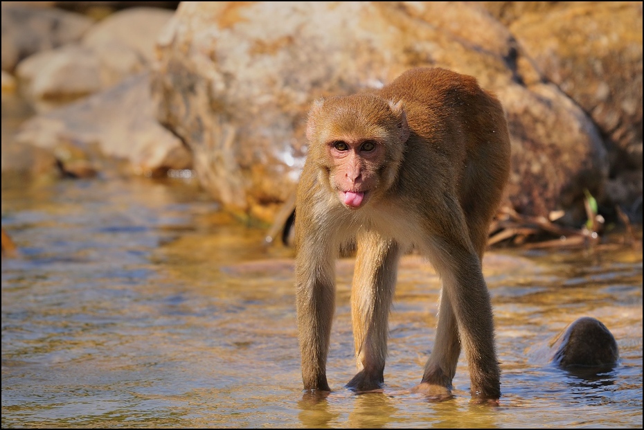  Makak Fauna Nikon D300 Sigma APO 500mm f/4.5 DG/HSM Indie 0 makak ssak fauna prymas dzikiej przyrody stary świat małpa japoński makak pawian organizm pysk