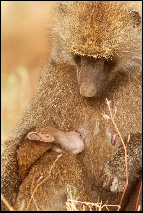  Pawiany Przyroda kenia pawiany Nikon D200 Sigma APO 500mm f/4.5 DG/HSM Kenia 0 fauna ssak stary świat małpa zwierzę lądowe futro dzikiej przyrody pysk organizm prymas makak