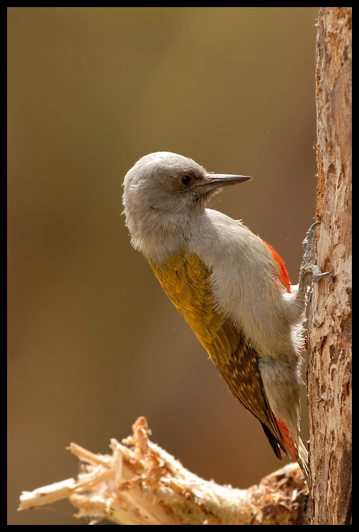  Dzięcioł popielaty Ptaki dzieciol ptaki Nikon D200 Sigma APO 500mm f/4.5 DG/HSM Kenia 0 ptak dziób fauna dzikiej przyrody ranek pióro