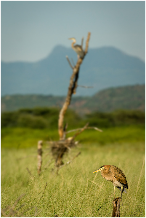  Bączek czapla zmienna nad jeziorem Bogoria Krajobraz Nikon D200 AF-S Nikkor 70-200mm f/2.8G Kenia 0 ekosystem łąka fauna dzikiej przyrody niebo preria trawa drzewo ecoregion dziób