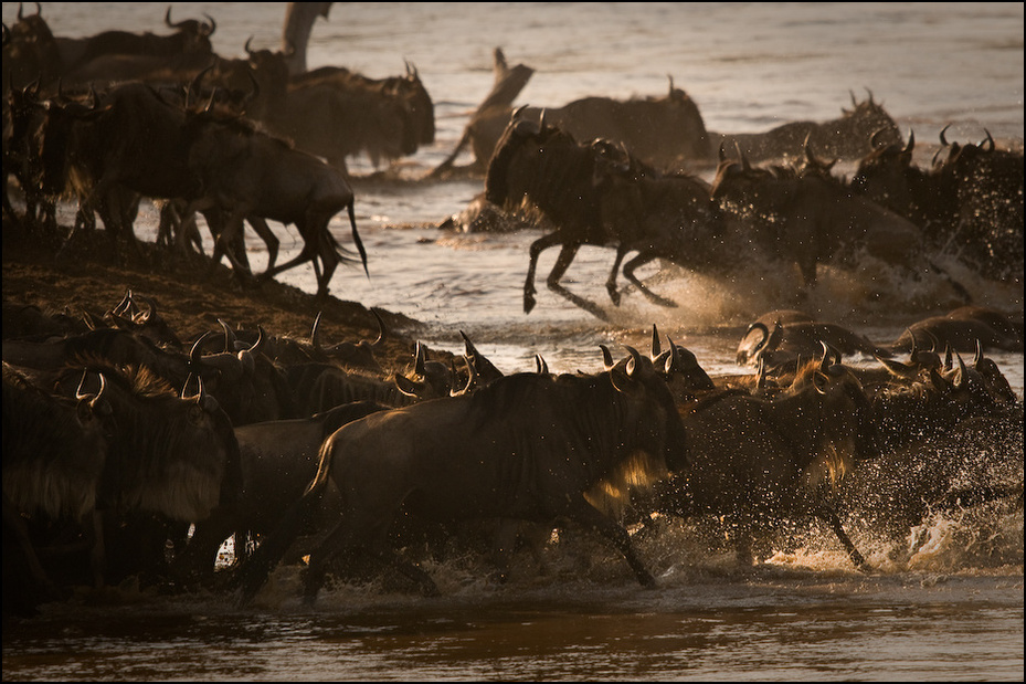 Przeprawa przez rzekę Marę Migracja antylopa gnu, wildebeest Nikon D300 Sigma APO 500mm f/4.5 DG/HSM Kenia 0 stado dzikiej przyrody safari woda migracja zwierząt gnu