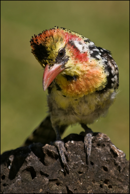  Brodal czerwonouchy Ptaki Nikon D300 Sigma APO 500mm f/4.5 DG/HSM Kenia 0 ptak dziób fauna zięba ścieśniać piciformes organizm dzikiej przyrody pióro dzięcioł