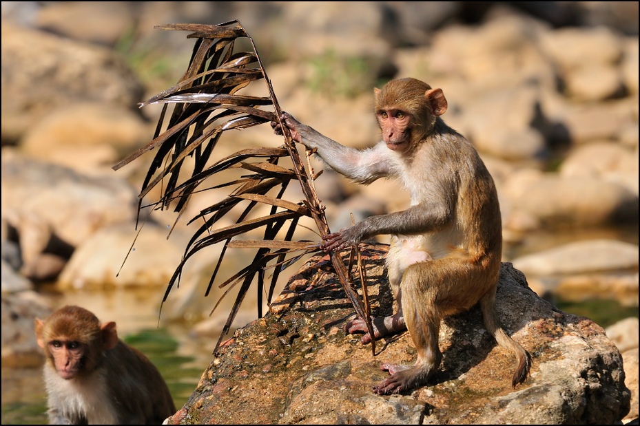  Makak Fauna Nikon D300 Sigma APO 500mm f/4.5 DG/HSM Indie 0 makak ssak fauna prymas stary świat małpa świątynia dzikiej przyrody organizm japoński makak