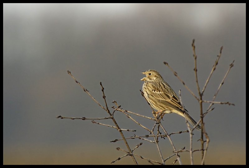  Potrzeszcz Ptaki potrzeszcz ptaki Nikon D70 Sigma APO 100-300mm f/4 HSM Zwierzęta ptak fauna niebo dzikiej przyrody dziób pióro gałąź wróbel ranek Gałązka