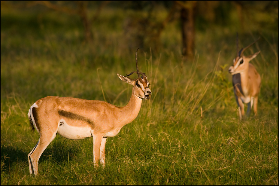  Gazela Zwierzęta Nikon D300 Sigma APO 500mm f/4.5 DG/HSM Kenia 0 dzikiej przyrody fauna łąka zwierzę lądowe gazela ekosystem springbok ssak antylopa impala