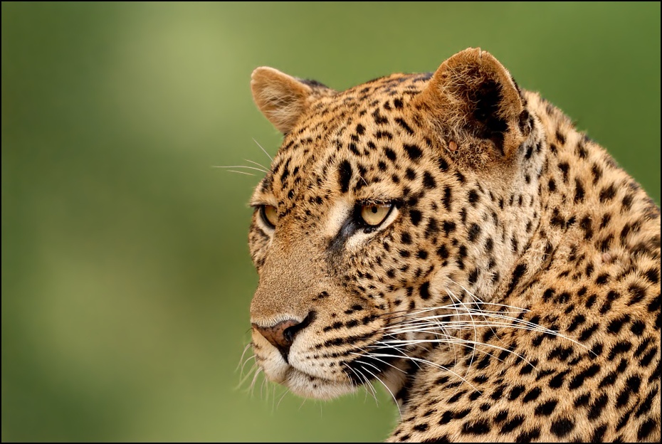  Lampart Przyroda lampart ssaki kenia samburu Nikon D200 Sigma APO 500mm f/4.5 DG/HSM Kenia 0 dzikiej przyrody zwierzę lądowe gepard ssak jaguar wąsy fauna pysk duże koty