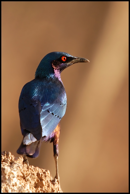  Błyszczak spiżowosterny Ptaki Nikon D200 Sigma APO 50-500mm f/4-6.3 HSM Senegal 0 ptak dziób fauna dzikiej przyrody ścieśniać organizm pióro skrzydło flycatcher starego świata ptak przysiadujący