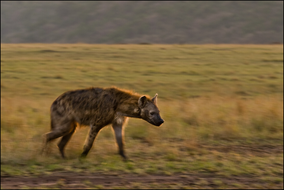  Hiena świcie Zwierzęta Nikon D200 AF-S Nikkor 70-200mm f/2.8G Kenia 0 dzikiej przyrody hiena fauna ekosystem łąka ecoregion trawa step sawanna safari