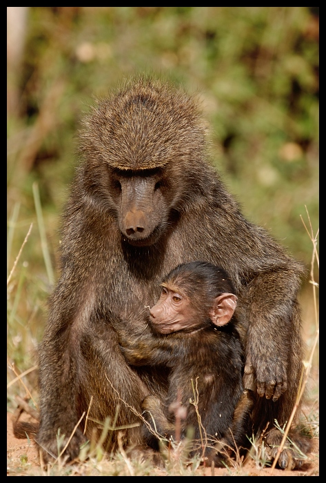  Pawian Przyroda pawian ssaki kenya Nikon D200 Sigma APO 500mm f/4.5 DG/HSM Kenia 0 ssak zwierzę lądowe fauna prymas stary świat małpa dzikiej przyrody makak organizm futro