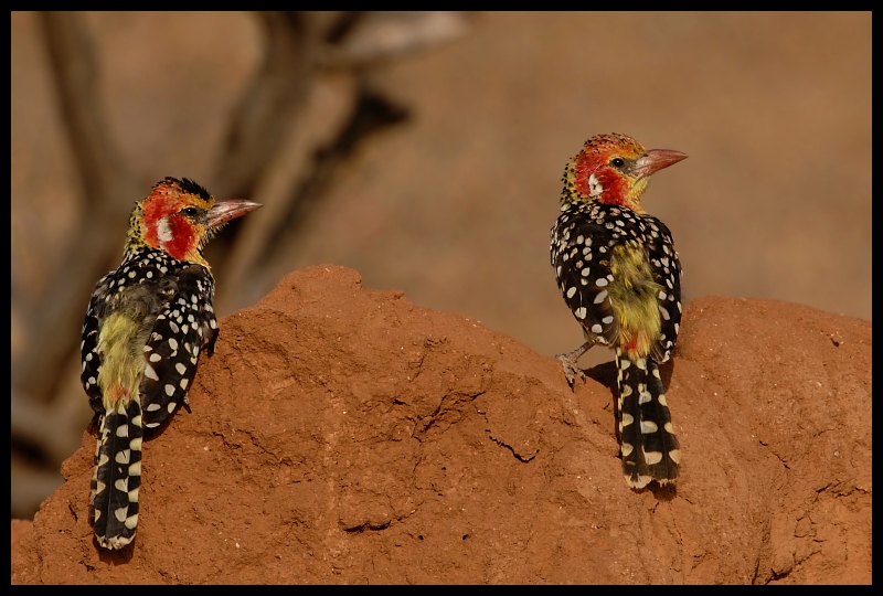  Brodal Czerwonouchy Ptaki ptaki Nikon D200 Sigma APO 500mm f/4.5 DG/HSM Kenia 0 ekosystem ptak fauna dziób dzikiej przyrody piciformes zięba organizm ecoregion coraciiformes
