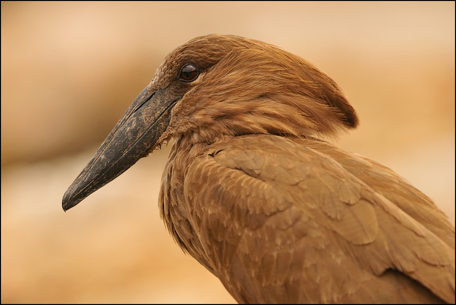  Waruga Ptaki Nikon D300 Sigma APO 500mm f/4.5 DG/HSM Etiopia 0 dziób ptak fauna ścieśniać dzikiej przyrody pióro bocian Ciconiiformes skrzydło sęp