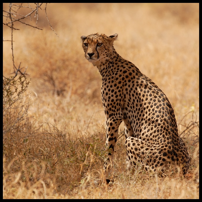  Gepard Przyroda gepard ssaki samburu kenia Nikon D200 Sigma APO 500mm f/4.5 DG/HSM Kenia 0 dzikiej przyrody zwierzę lądowe ssak fauna ekosystem pustynia lampart duże koty kot jak ssak