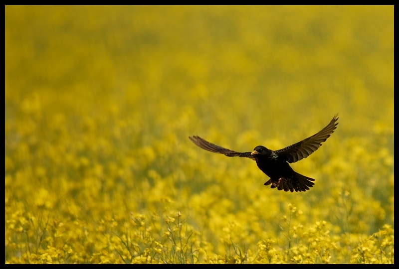  Szpak Ptaki szpak ptaki rzepak pole Nikon D200 Sigma APO 50-500mm f/4-6.3 HSM Zwierzęta żółty ptak łąka fauna dzikiej przyrody preria ecoregion