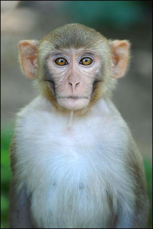  Makak Fauna Nikon D200 Zoom-Nikkor 80-200mm f/2.8D Indie 0 makak Twarz fauna ssak prymas dzikiej przyrody oko głowa ścieśniać stary świat małpa