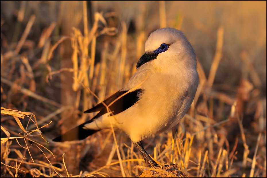  Abisyniak Ptaki Nikon D300 Sigma APO 500mm f/4.5 DG/HSM Etiopia 0 ptak dziób fauna dzikiej przyrody ścieśniać ranek rodzina traw flycatcher starego świata trawa gałąź