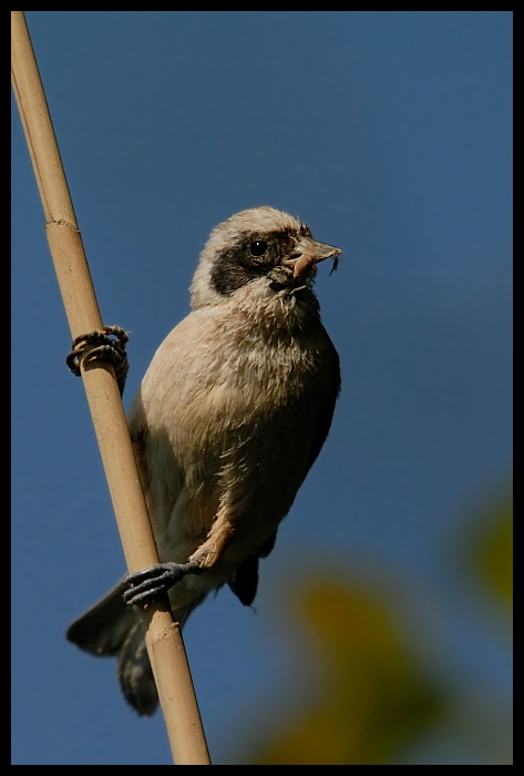  Remiz Ptaki remiz ptaki Nikon D200 Sigma APO 50-500mm f/4-6.3 HSM Zwierzęta ptak dziób fauna pióro dzikiej przyrody niebo skrzydło Emberizidae ptak przysiadujący gałąź