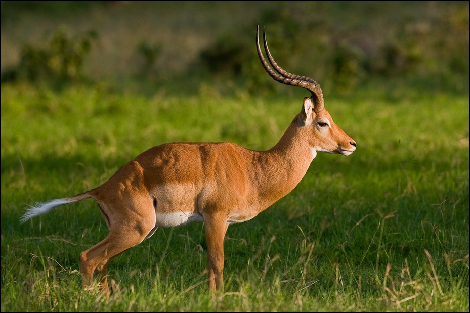  Impala Zwierzęta Nikon D300 Sigma APO 500mm f/4.5 DG/HSM Kenia 0 dzikiej przyrody zwierzę lądowe łąka fauna ekosystem ssak antylopa impala gazela rezerwat przyrody