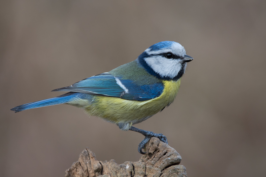  Modraszka #11 Ptaki sikorka modraszka ptaki Nikon D7200 Sigma 150-600mm f/5-6.3 HSM Zwierzęta ptak fauna dziób pióro ptak przysiadujący dzikiej przyrody chickadee sójka organizm ptak śpiewający