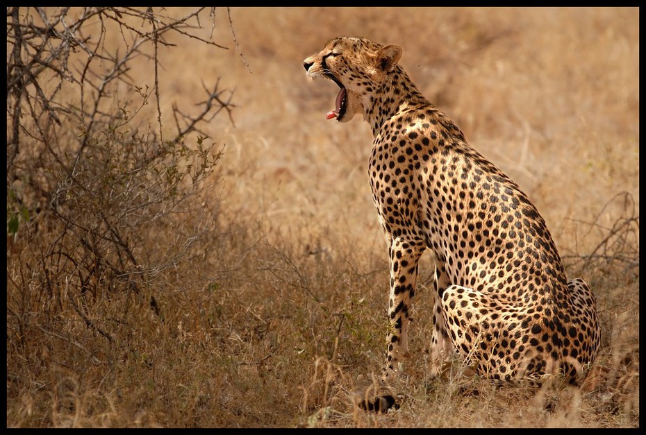  Gepard Przyroda gepard ssaki samburu kenia Nikon D200 Sigma APO 500mm f/4.5 DG/HSM Kenia 0 dzikiej przyrody zwierzę lądowe fauna ssak ekosystem pustynia lampart sawanna duże koty